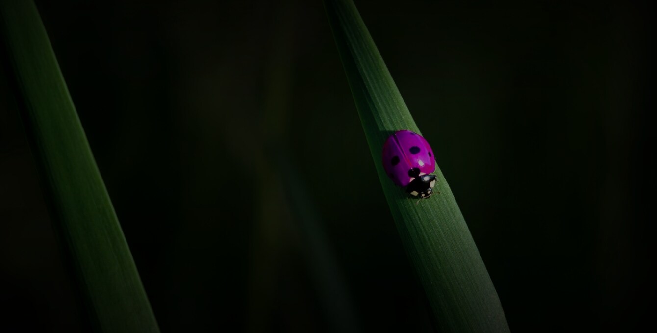 Ladybird Pink