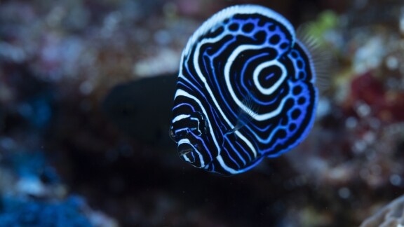 Documentary "The mysteries of Mont La Pérouse": a spotlight on an expedition supported by Blancpain 