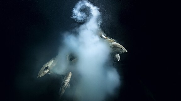 Blancpain's partner Laurent Ballesta Grand Title Winner of the Wildlife Photographer of the Year competition