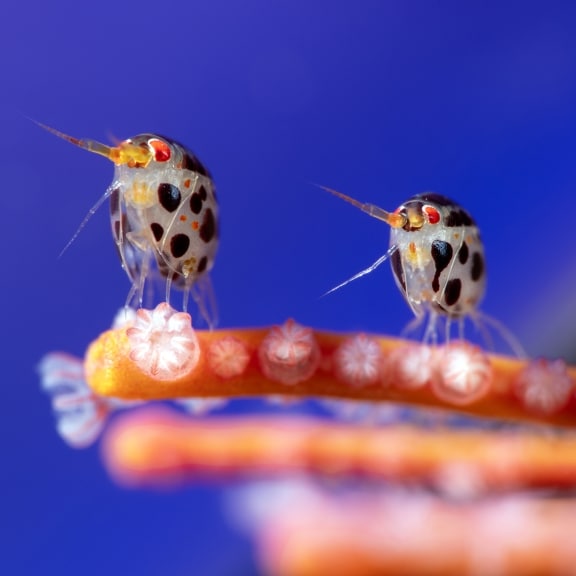 BD_Yury Ivanov has been named Ocean Photographer of the Year 2025 for this image of two amphipods feeding in the wa